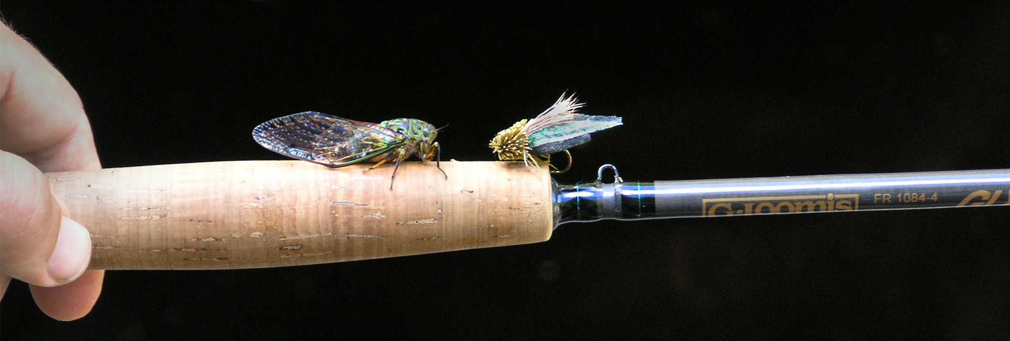 Cicada fly with a natural cicada in profile on the butt of a fly fishing rod held hrizontally